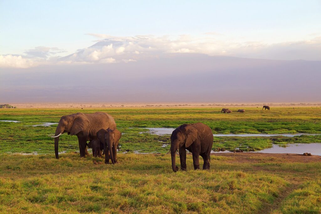 elephants-g3e7b71679_1920